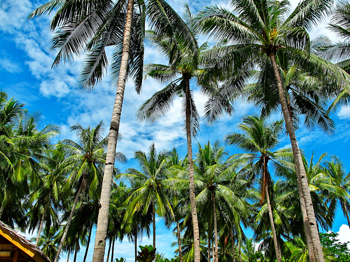 Isola di Gangga - Indonesia