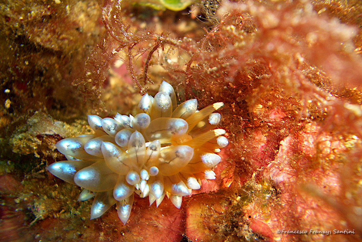 Antiopella cristata