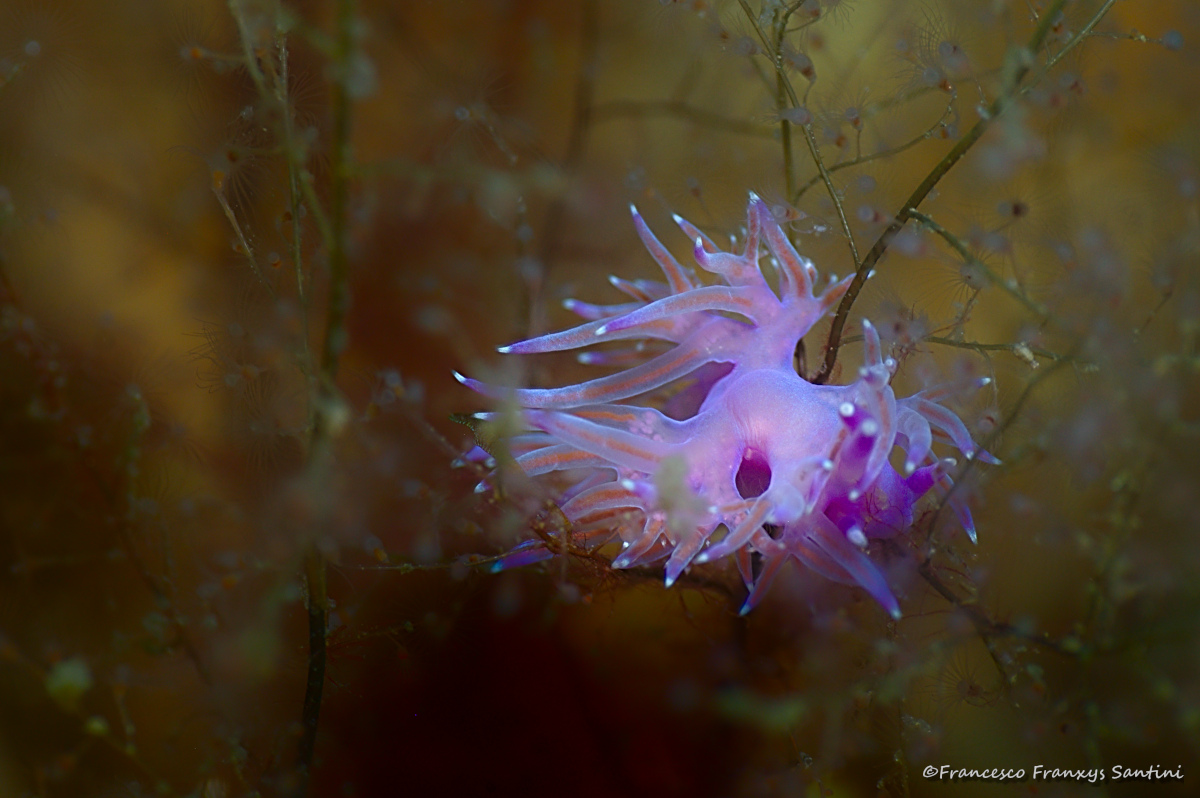 Flabellina