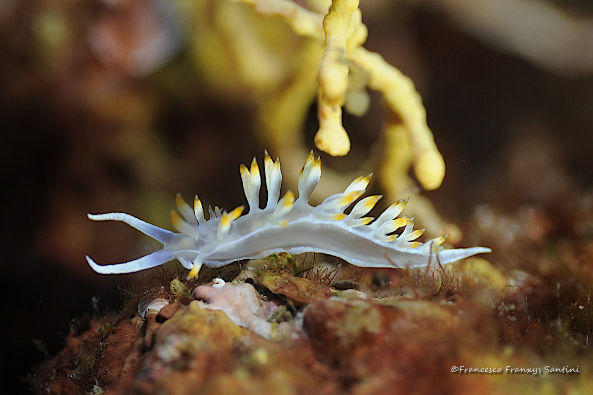 Flabellina babai