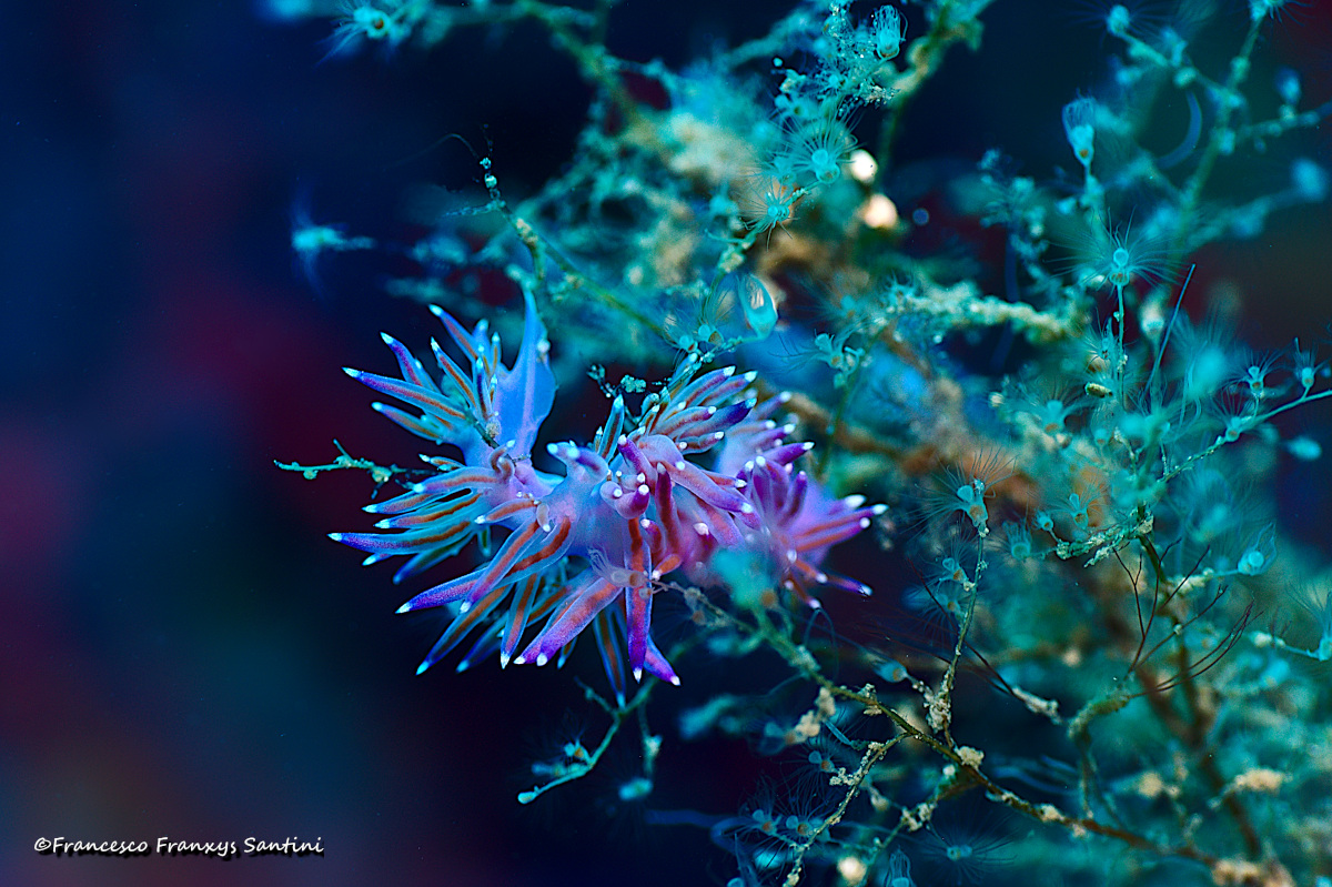 Flabellina affinis