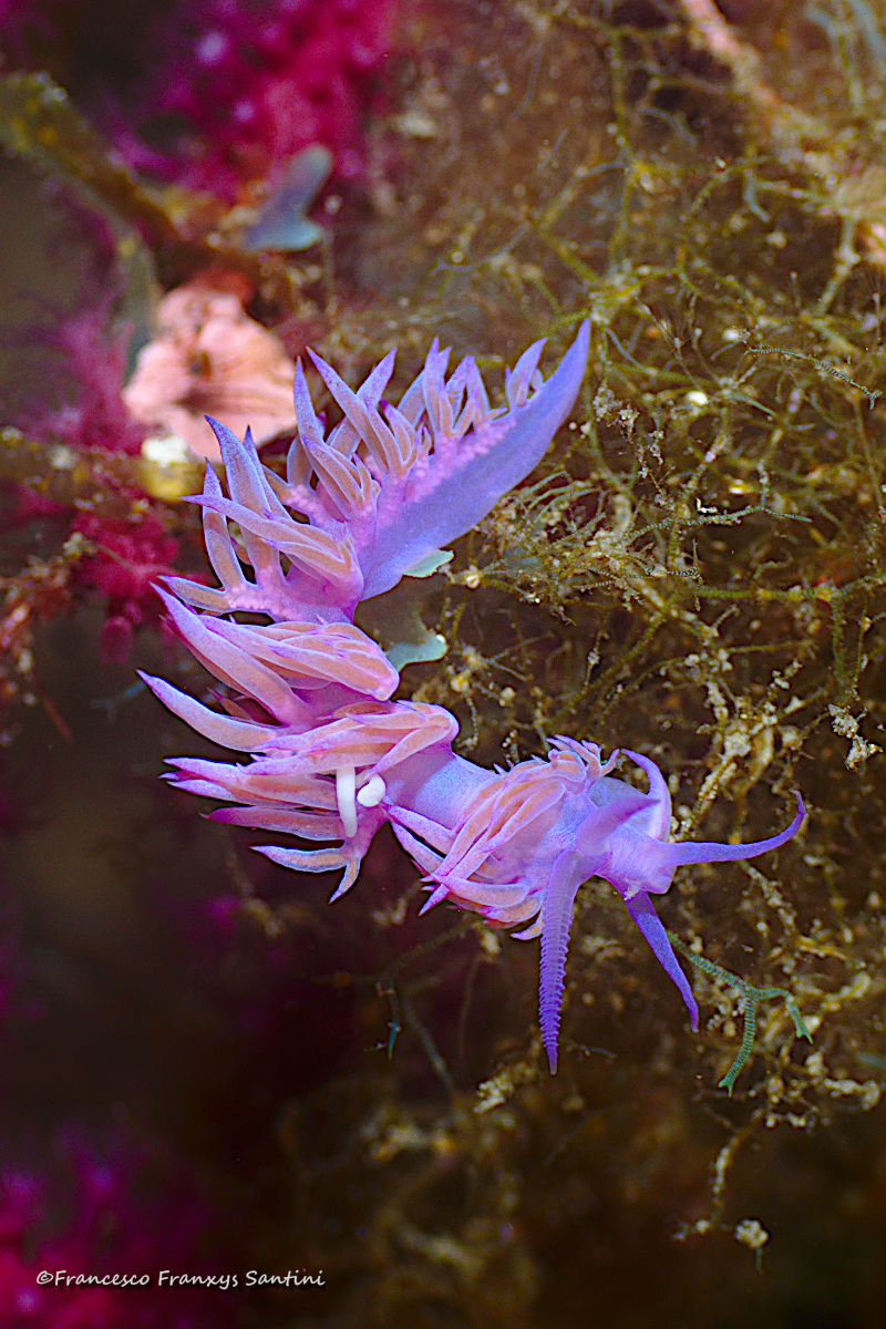 Flabellina affinis