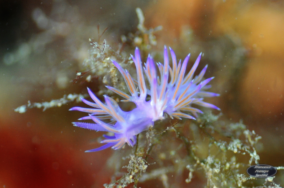 Flabellina ischitana