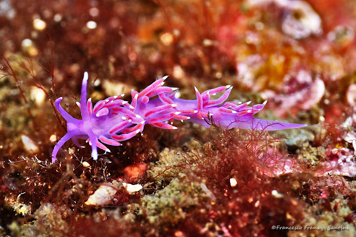 Flabellina affinis