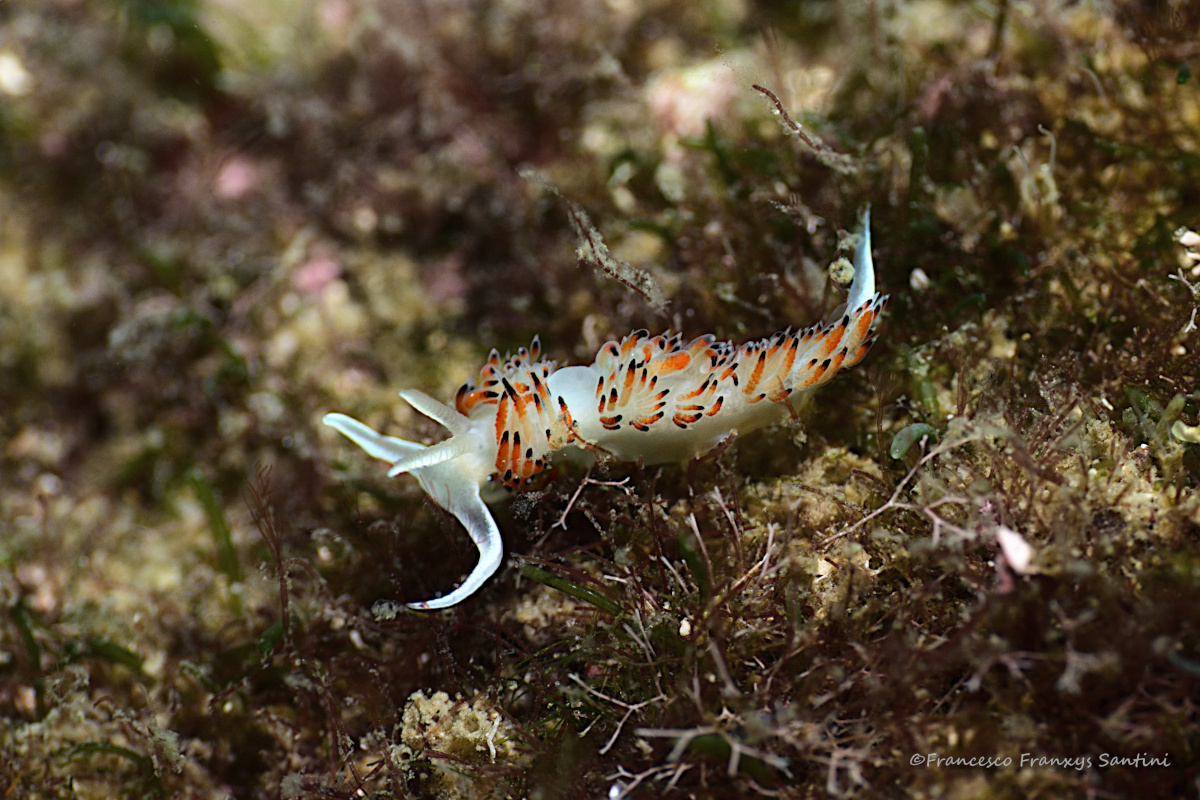 Dondice banyulensis