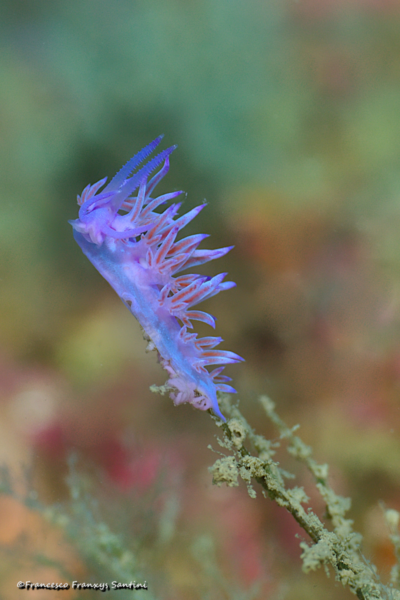 Flabellina affinis