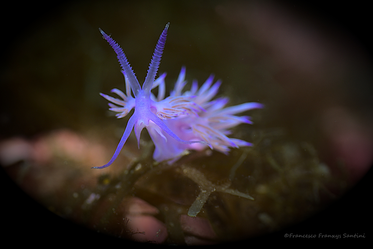 Flabellina