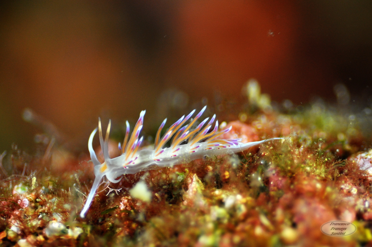 Cratena peregrina