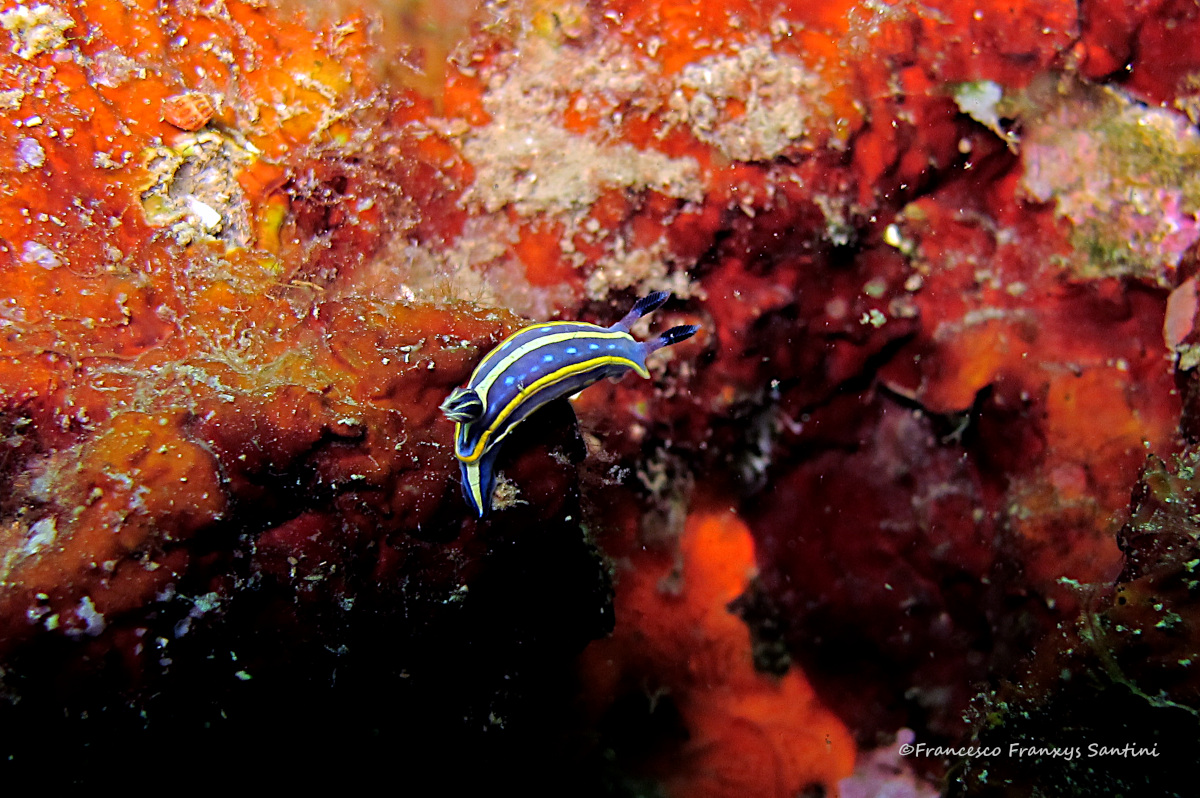 Hypselodoris tricolor