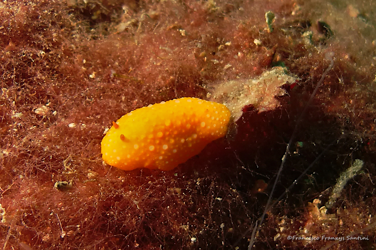 Phyllidia flava