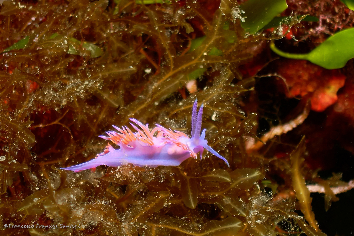 Flabellina